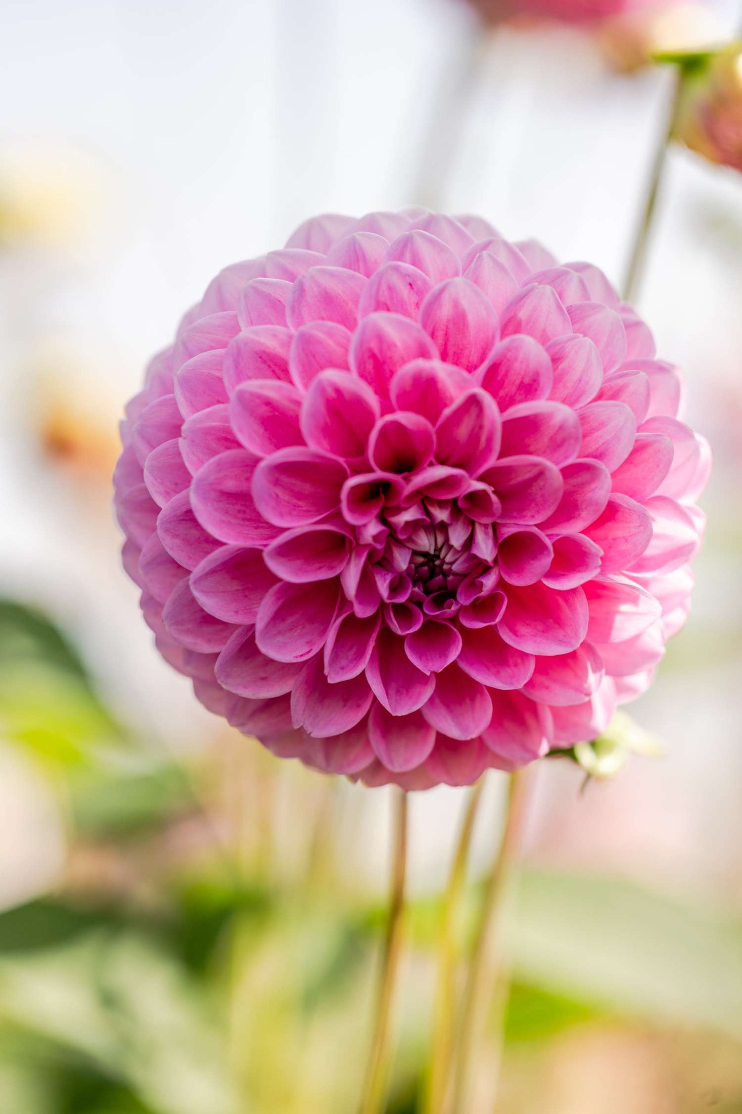 Daalia 'Sweet Fabienne'
